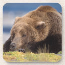 Suche nach grizzlybär untersetzer Portrait