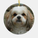 Recherche de tzu de shih de ornements Animal