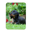 Suche nach haarig magnete Hund
