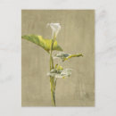 Suche nach calla postkarten Blume