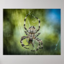 Suche nach spinnen poster Tier