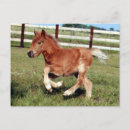 Suche nach galopper postkarten Pony