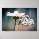 Recherche de papillons posters Pour eux