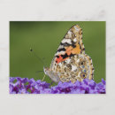 Suche nach gemalte dame postkarten Schmetterling
