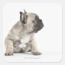 Recherche de race pure Animaux domestiques