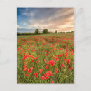Recherche de pavot cartes postales Ferme
