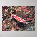 Suche nach inseln neuseeland poster Fotografie