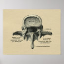 Recherche de vertébré posters Anatomie