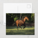 Recherche de cheval de baie cartes postales Bob langrish