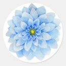 Recherche de fleurs dahlia autocollants Été