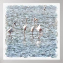 Suche nach flamingos poster Vogelvogel