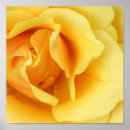 Suche nach gelbe rosen poster Blume