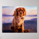 Recherche de chi posters Coucher de soleil