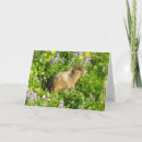 Suche nach murmeltiere karten Natur