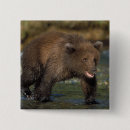 Recherche de ours brun badges Faune