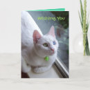 Suche nach odd karten Katze