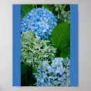 Suche nach hydrangea blume poster Blau