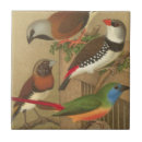 Suche nach bunte tiere fliesen Vogel