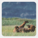 Suche nach alaska bär aufkleber Braunbär