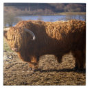 Suche nach highland fliesen Tier