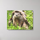 Suche nach murmeltiere poster Erdhörnchen
