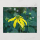 Recherche de fleur sauvage jaune cartes postales Nature