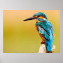 Recherche de kingfisher painting posters Animal