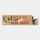 Recherche de malinois voiture autocollants Belge