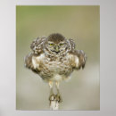 Suche nach graben poster Vogel