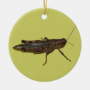 Recherche de cricket christmas decor Insecte