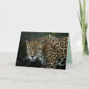 Recherche de jaguars vœux cartes Jungle