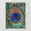 Recherche de plumes paon cartes postales Photographie