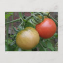 Suche nach rote tomaten postkarten Früchte