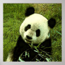 Suche nach cool panda poster Bär