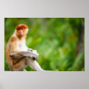 Suche nach borneo poster Affe