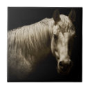 Suche nach schwarzes pferd fliesen Fotografie