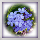 Suche nach blumensträuße poster Blau