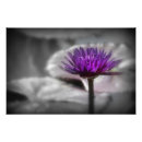 Suche nach schwarz weiße lilie poster Natur