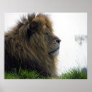 Recherche de crinière photographie Animaux