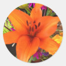 Recherche de tiger lily Fleur