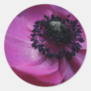 Recherche de anemone autocollants Floral