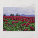 Suche nach lila tulpen postkarten Landschaft
