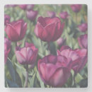 Recherche de fleur tulipe dessous de verres Jardin
