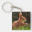 Suche nach rotes eichhörnchen schlüsselanhänger Tierwelt