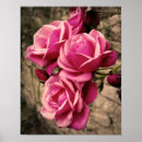 Recherche de pirouette posters Rose