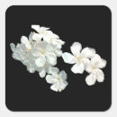 Suche nach weiße blüten aufkleber Blühen