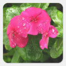 Recherche de macro fleur Rose