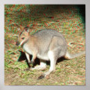 Suche nach australian flag poster Kangaroo