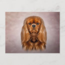 Recherche de cavalli cartes postales Mignon