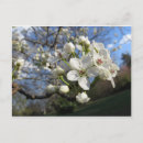 Recherche de poires cartes postales Fleur